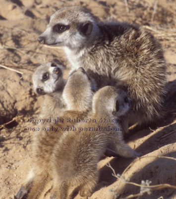 3 meerkat babies & adult