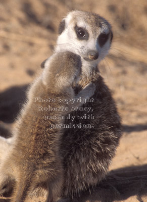 meerkat baby with adult