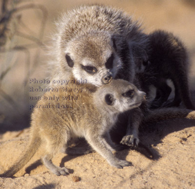 adult meerkat grooming baby