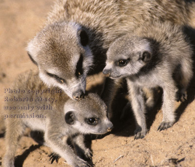 meerkat grooming baby (kit, pup)