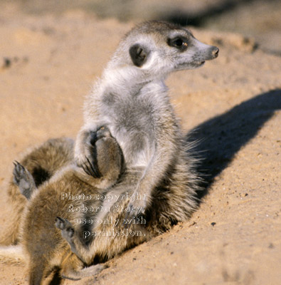 meerkat baby snuggling up to adult