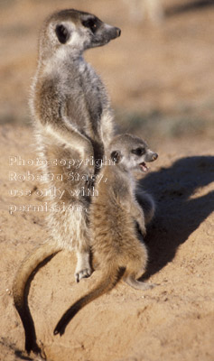 open-mouthed meerkat baby standing with adult