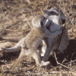 meerkat baby with adult