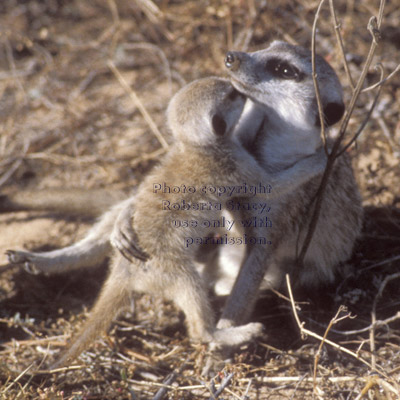 meerkat baby & adult hugging