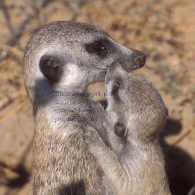 loving meerkat baby with adult