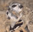 meerkat baby with adult