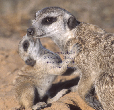 meerkat baby hugging adult