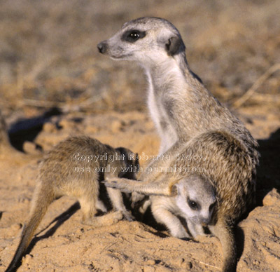 meerkat & playing babies (kits, pups)