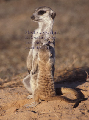 meerkat baby touching adult