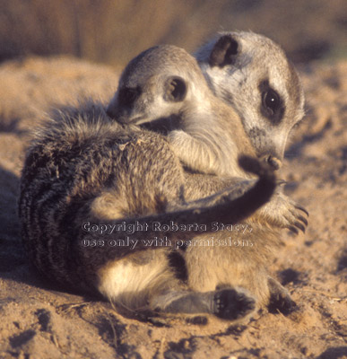 meerkat adult hugging baby