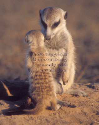 meerkat baby and adult