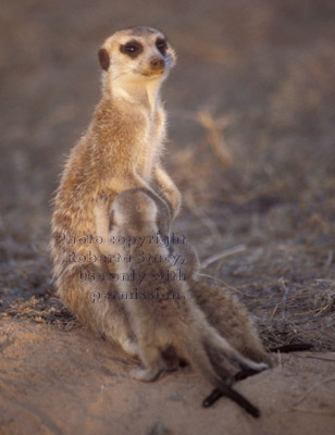 meerkat babies (kits, pups) nursing