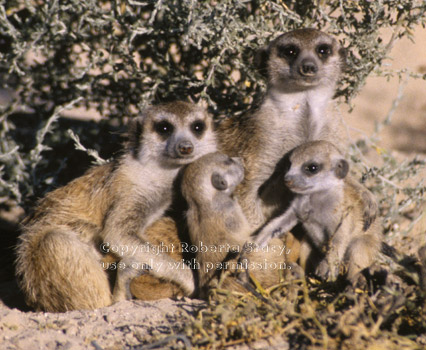 meerkat babies and adults