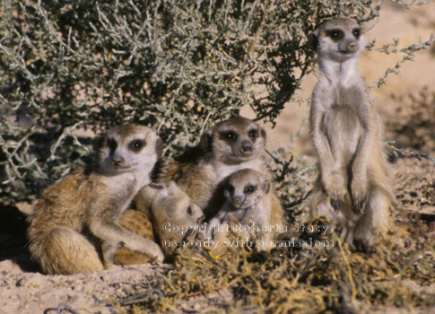 meerkat babies and adults