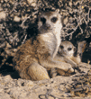 meerkat and baby