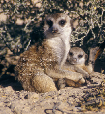 adult meerkat with baby (kit, pup)