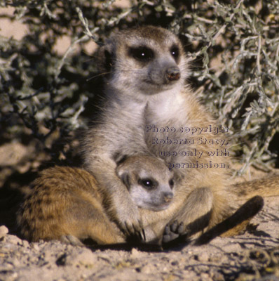 meerkat holding baby (kit, pup)