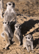 meerkat and babies