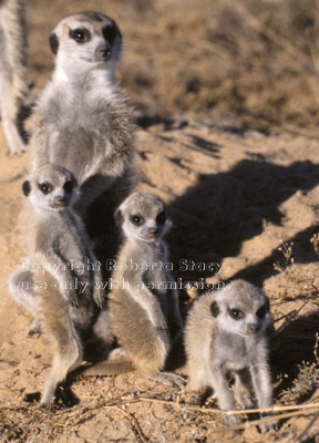 3 meerkat babies & adult