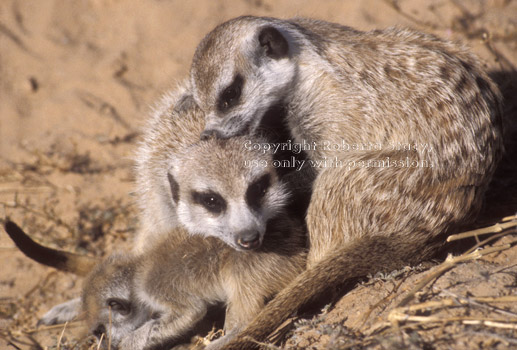 2 meerkat adults & baby