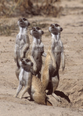 four meerkats looking up