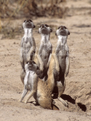 4 meerkats looking at sky