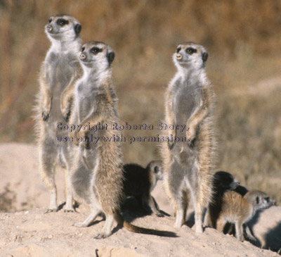 meerkats facing sun