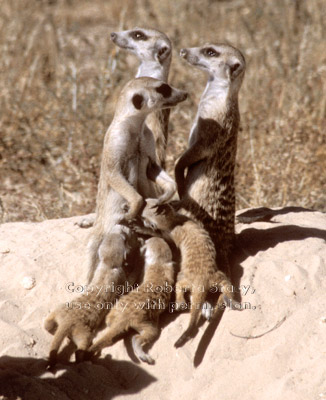 meerkat family group