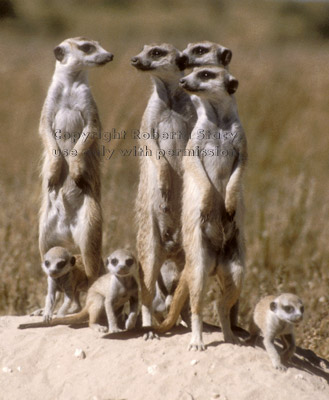 family group of meerkats