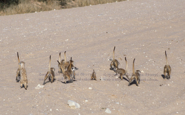 meerkat group crossing road