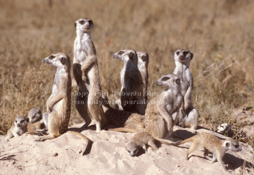 group of meerkats