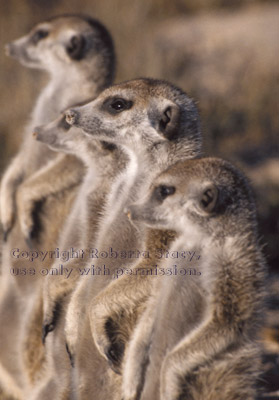 four standing meerkats