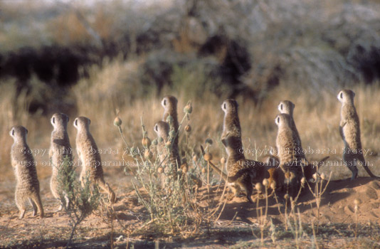 group of standing meerkats