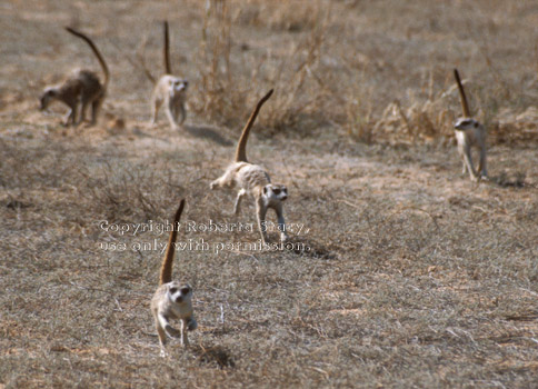 meerkats on warpath