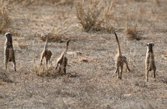 running meerkats on warpath