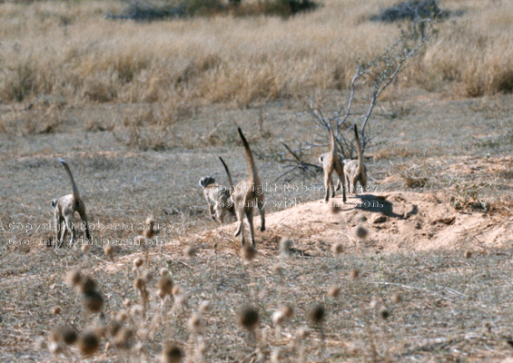 meerkat group on warpath