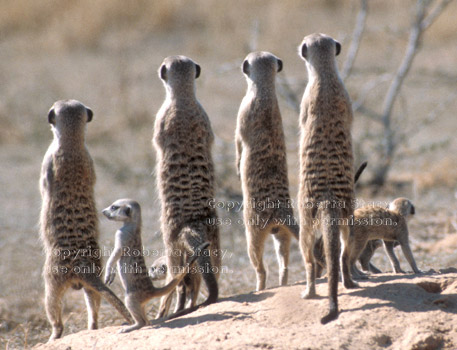 meerkat group, rear view