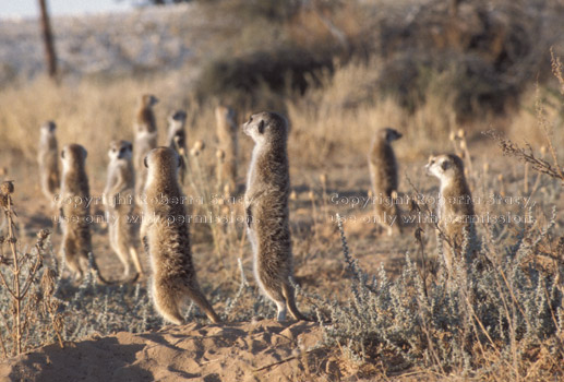 group of meerkats standing