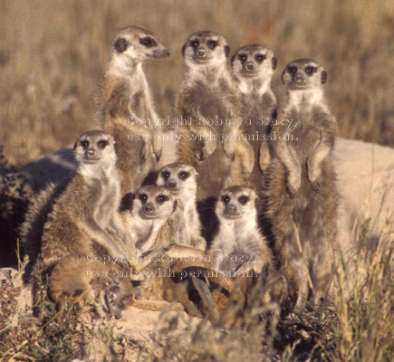 meerkat group at end of day