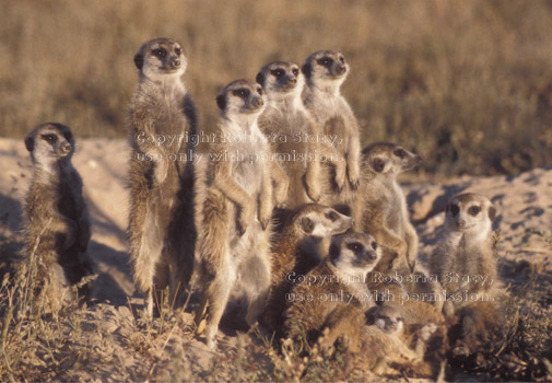 group of meerkats at sunset