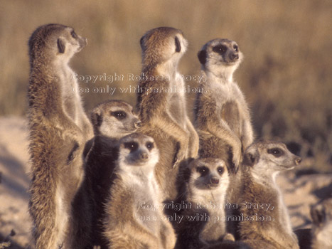 meerkat group closeup at sunset