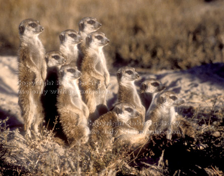 group (mob) of meerkats