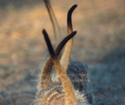 meerkat tails held high