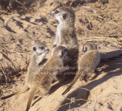 3 baby meerkats at play