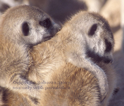 3 meerkat babies playing