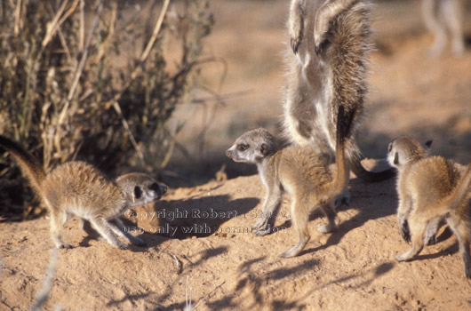 meerkat babies playing