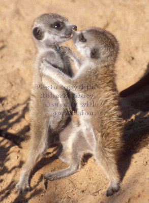 two meerkat babies playing