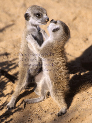 two playing meerkat babies