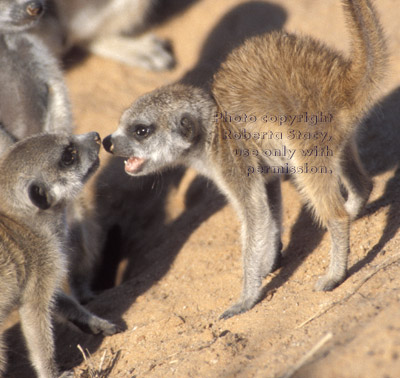 baby meerkats playing