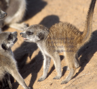 baby meerkats playing